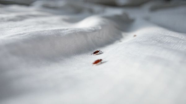 5 astuces pour repérer facilement les punaises de lit