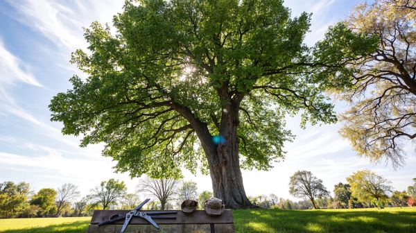 Top 5 raisons de faire élaguer vos arbres dans les Yvelines