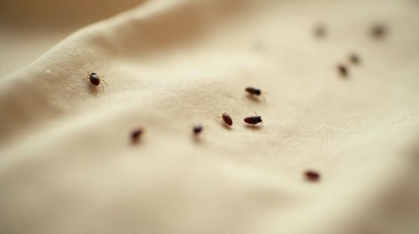 Traces de punaises de lit : comment les identifier facilement ?